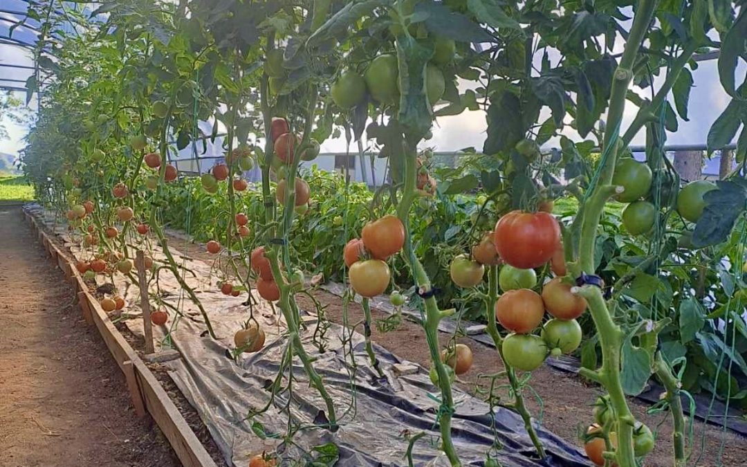 PLASTENICI NAŠE USTANOVE – PLODOVI TRUDA I TERAPIJE